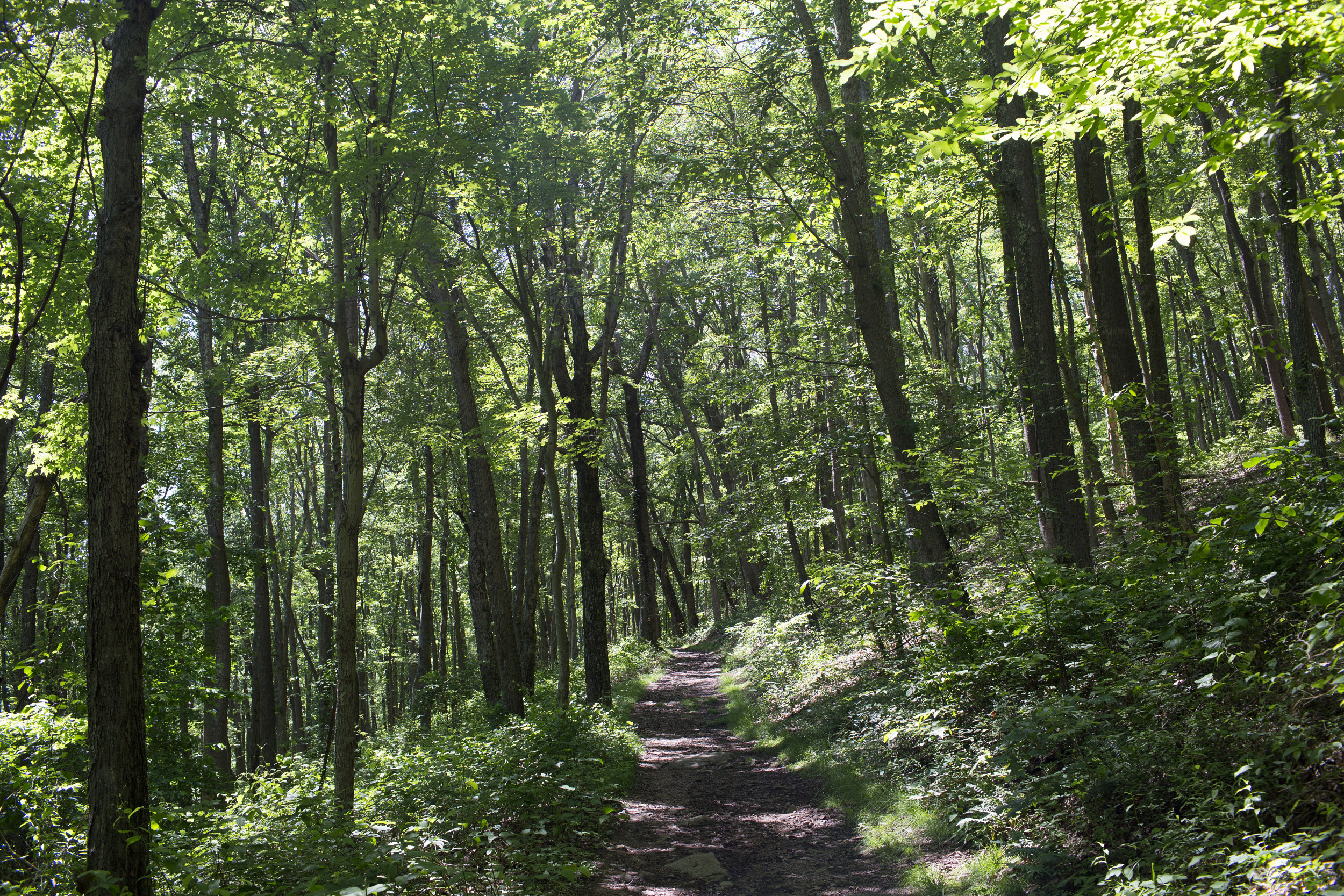 Hiker Finds Human Remains on Popular State Forest Trail
