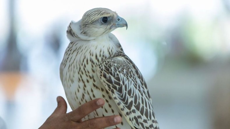Rare falcon for sale in Saudi Arabia