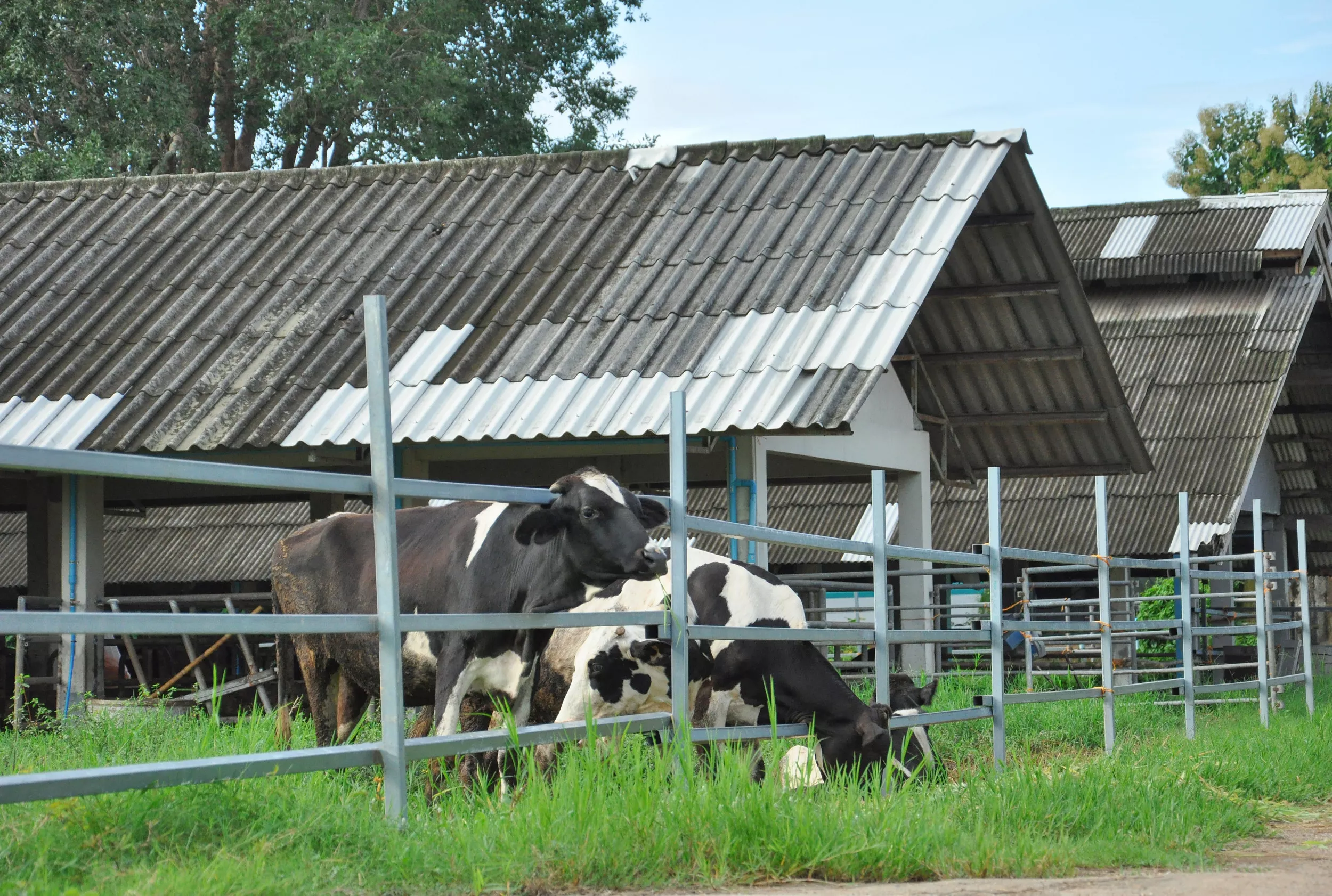 What We Feed Cows Could Be a Significant Key To Fighting Climate Change - Vimarsana News
