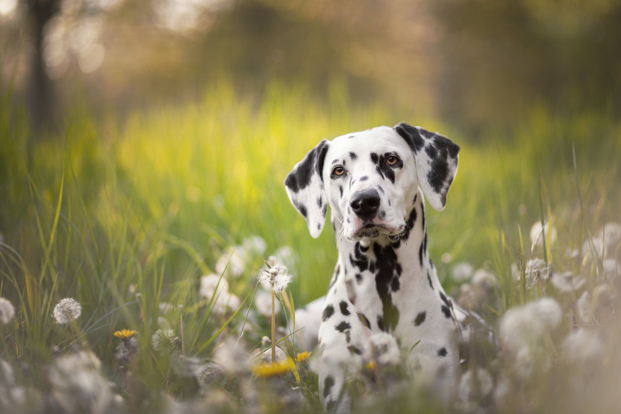 Adorable 101 Days School Dabbing Dalmatian Dog Cute 100 Days