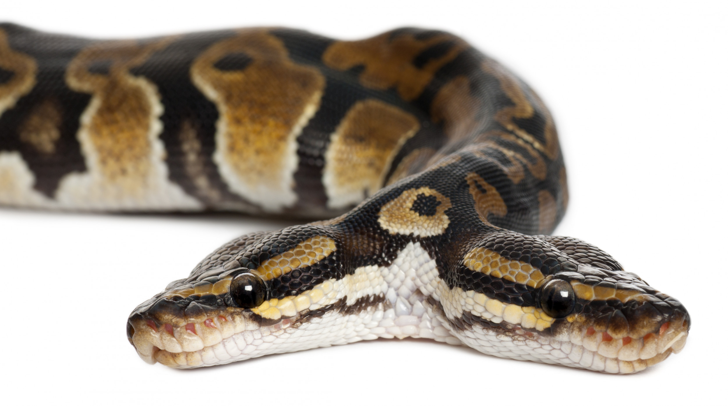 Nebraska snake with two heads keeps trying to go in opposite directions