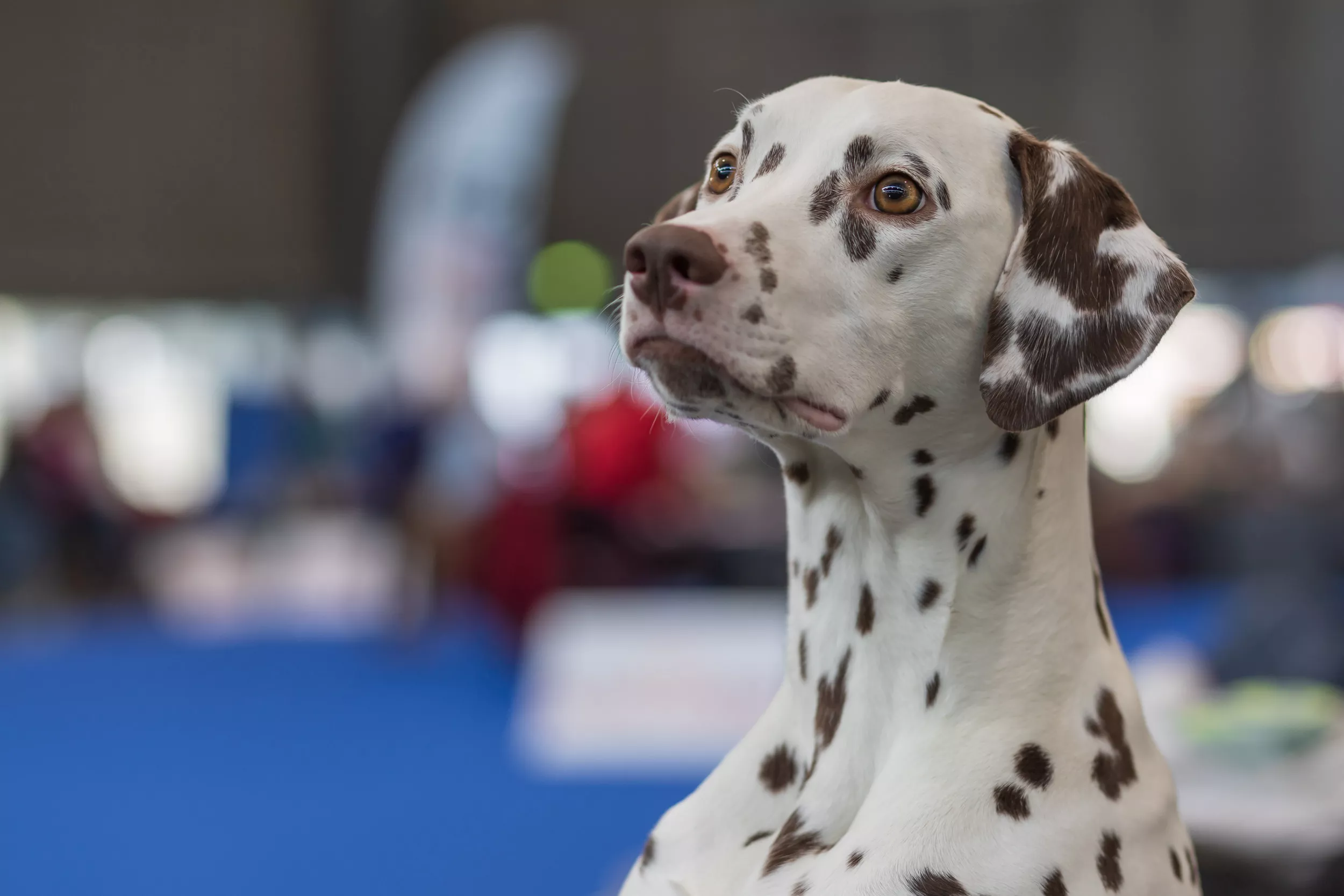 Dalmatian's Reaction to Street Band Music Has Internet in Stitches - Vimarsana News