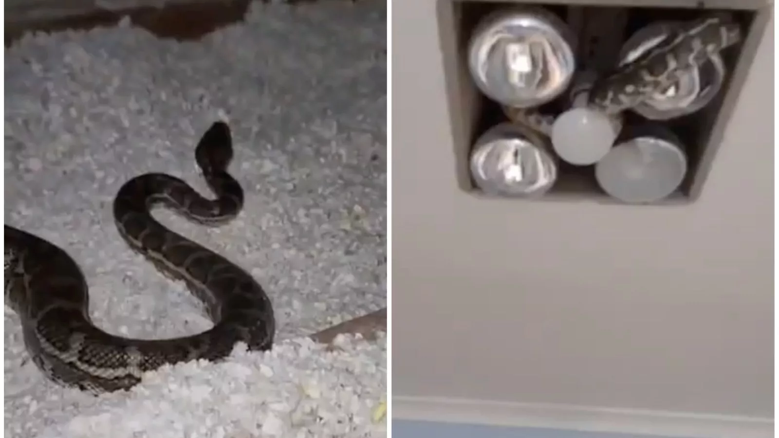 Snake Crawling Gif