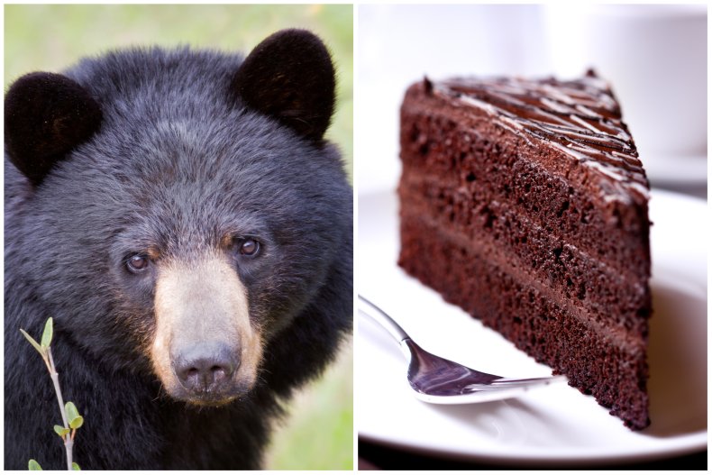 A black bear and chocolate cake