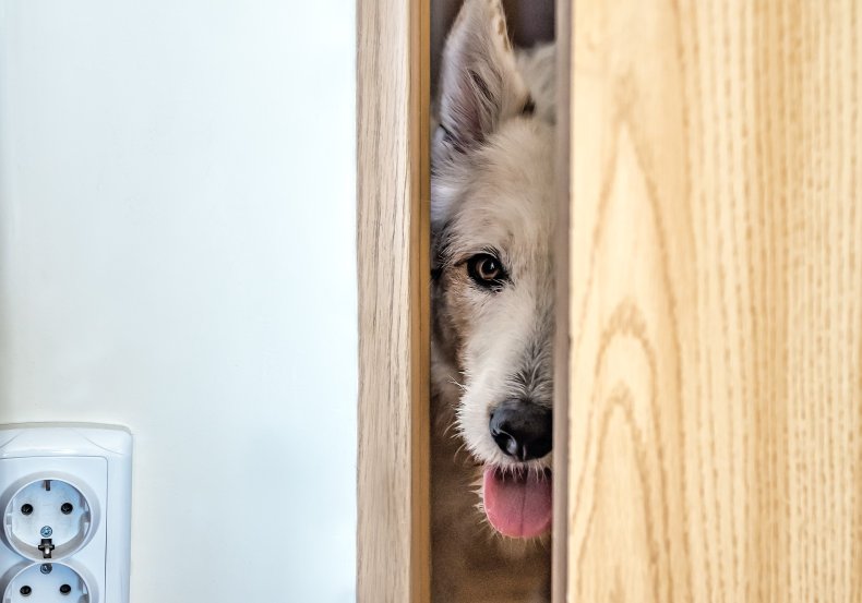 Dog behind door