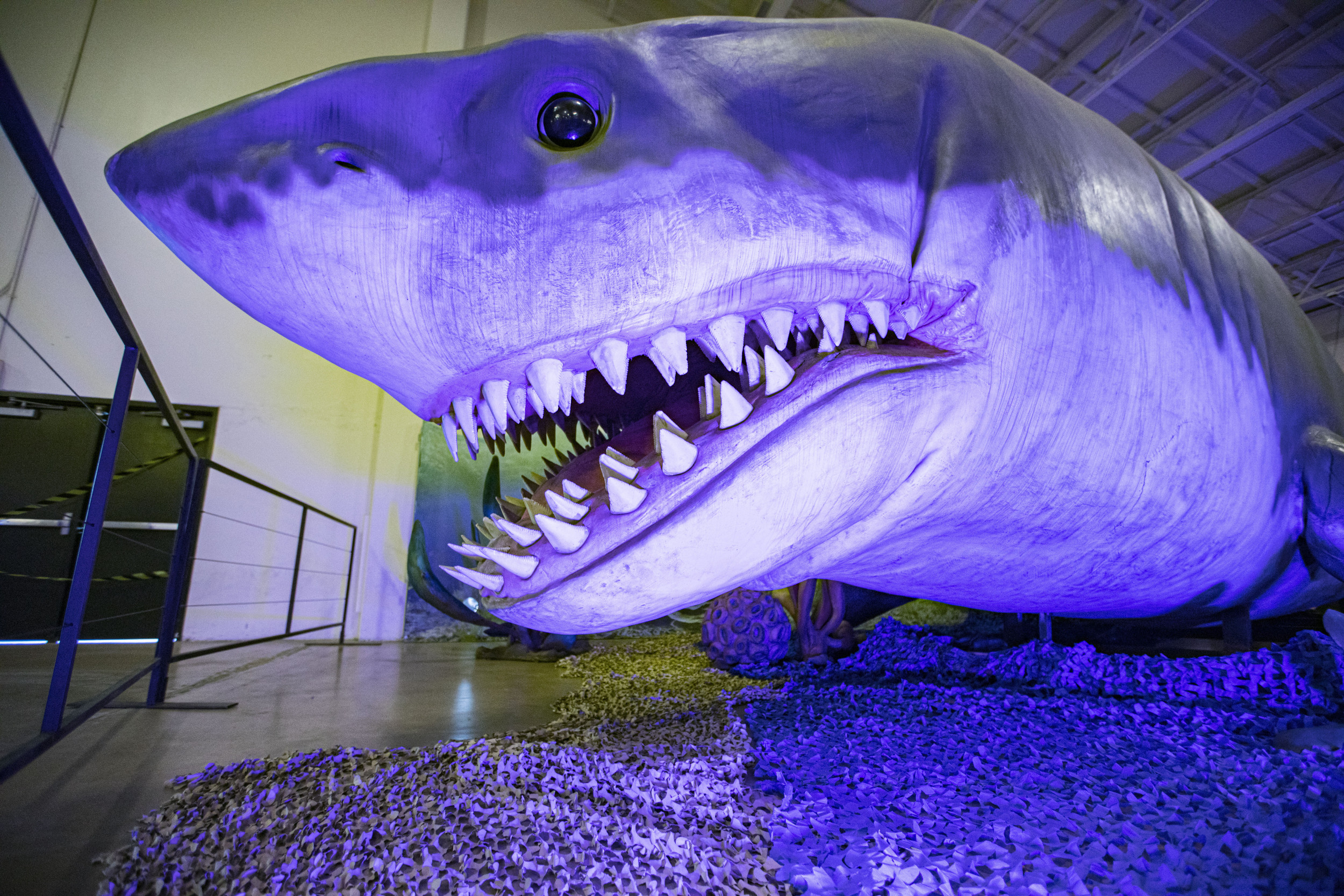 Megalodon Unearthed: The Fascinating Story of the Giant Shark 