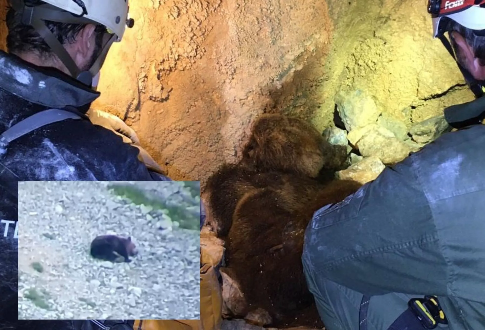 Heartbreak As Brave Bear Mom Who Fought Male on Cliff Found Dead With Cubs - Vimarsana News