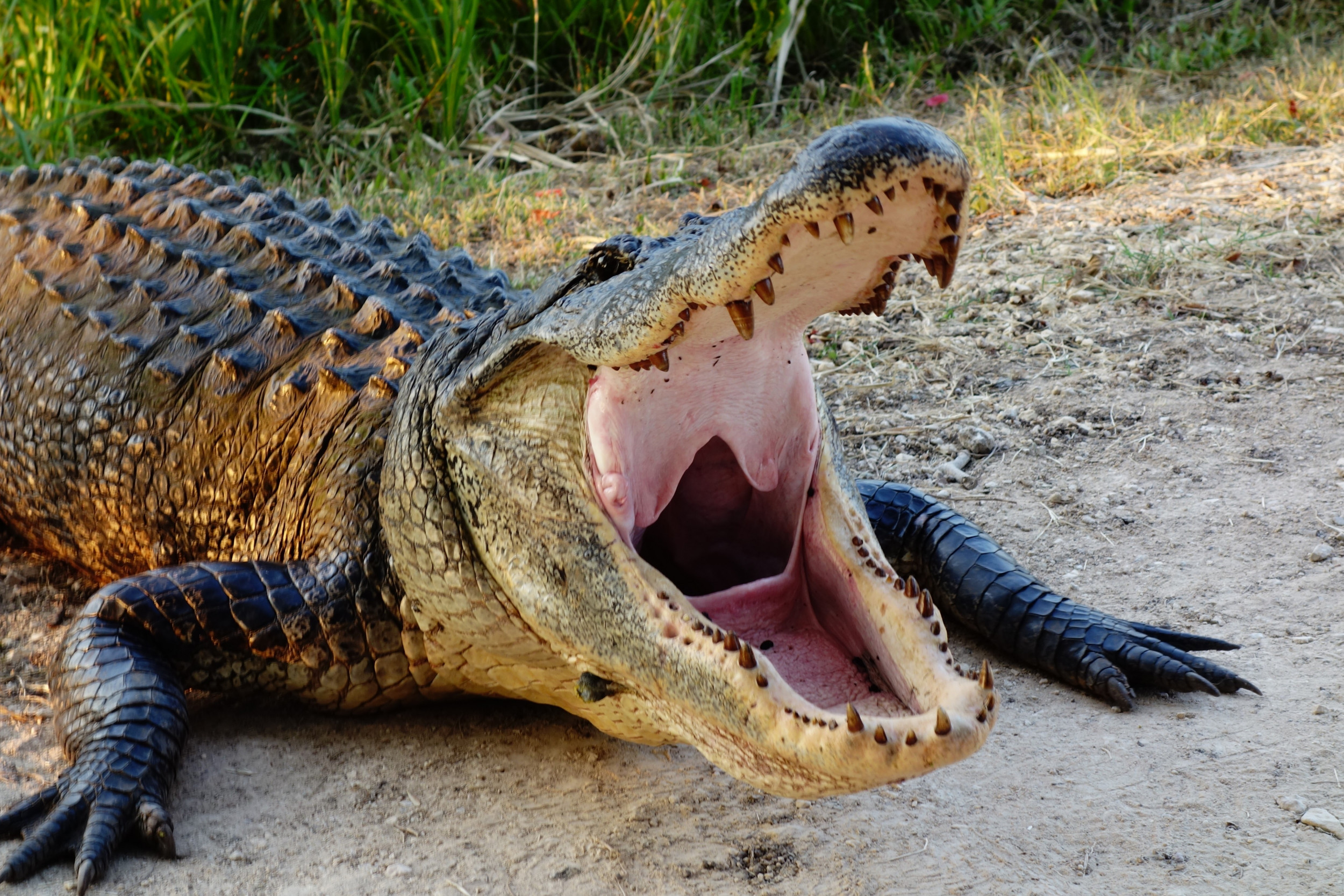 Huge Alligator That Terrorized Florida Family For Years Finally Killed 