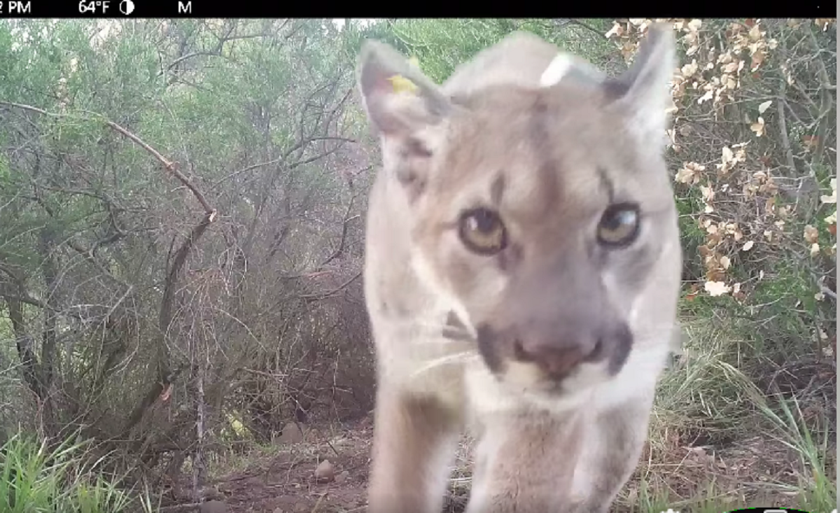 California Mountain Lion Killed by Car Was Pregnant With Four Cubs