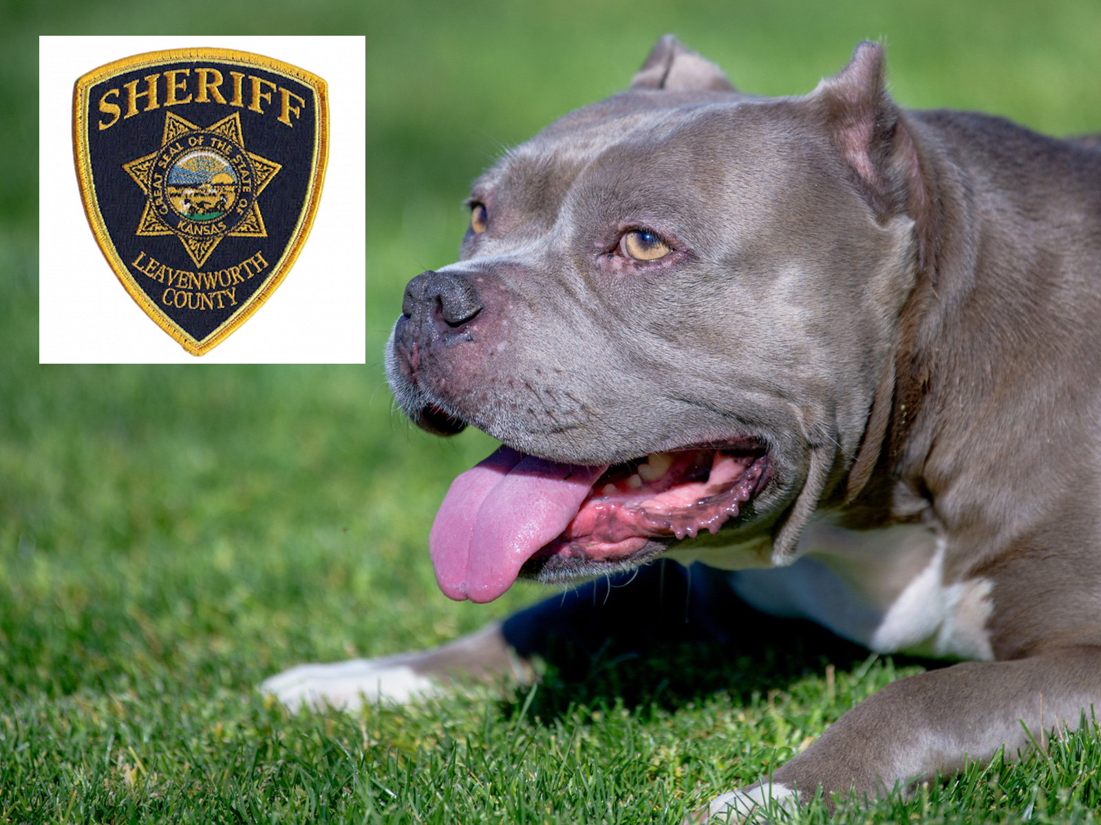 Stolen Shelter Dog Found Dead as Sheriff's Office Launches Probe