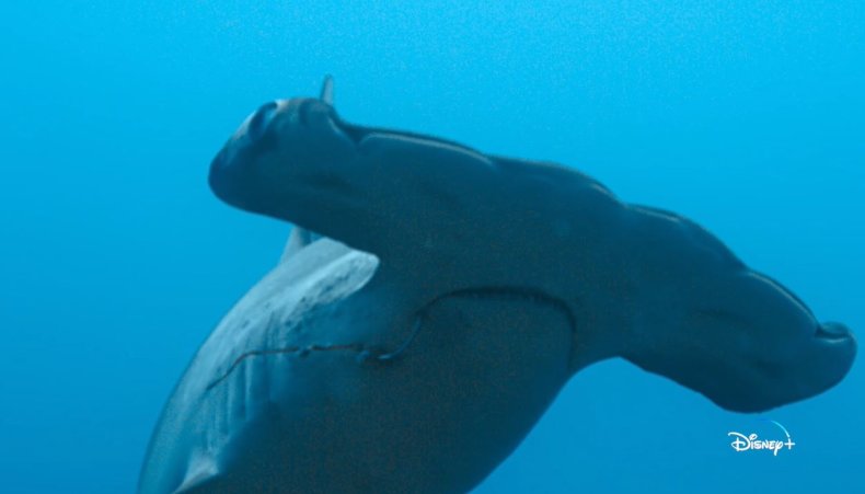 Hammerhead