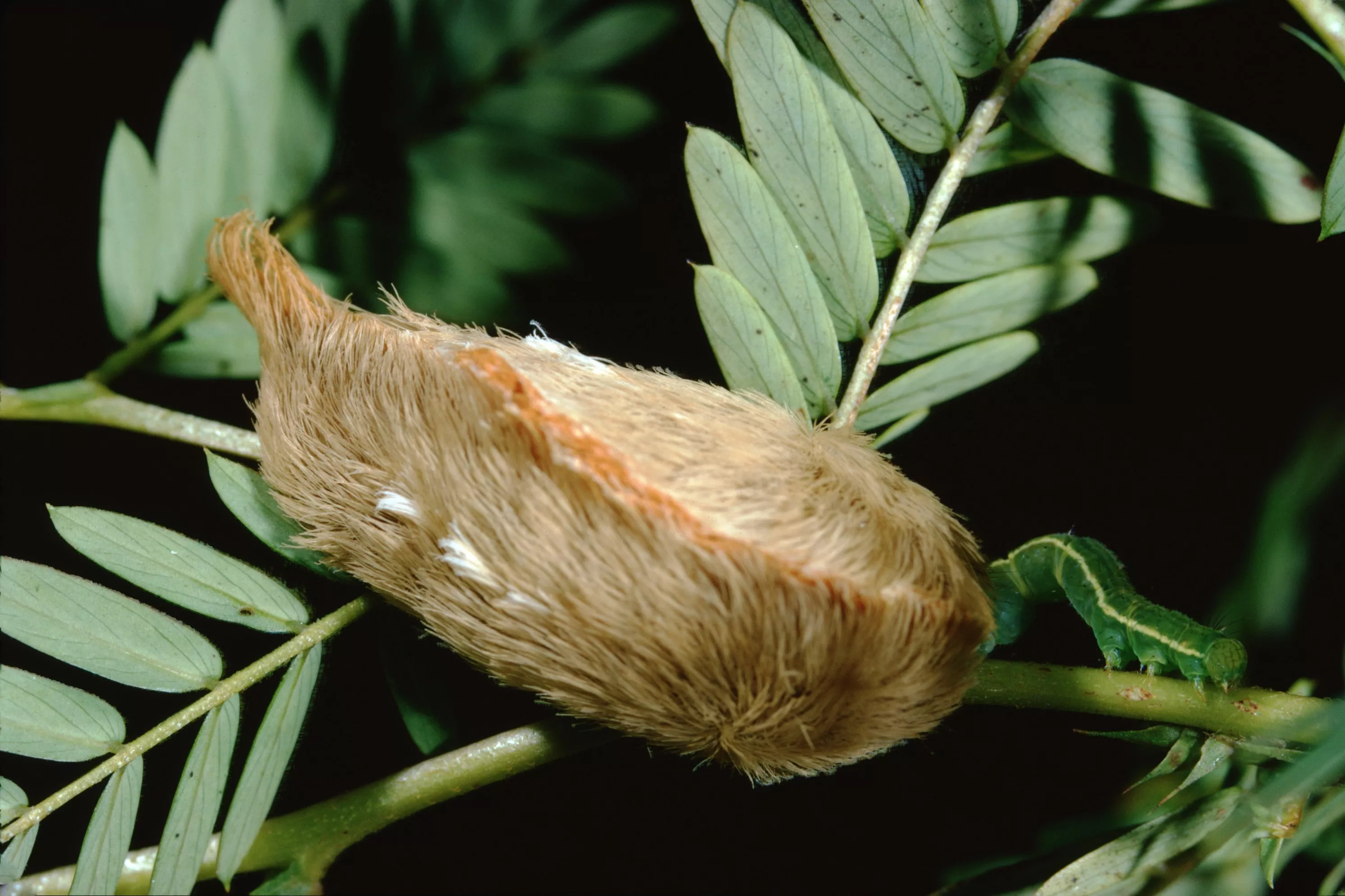 Venomous Puss Caterpillars With 'Worst' Sting Found in Florida - Vimarsana News