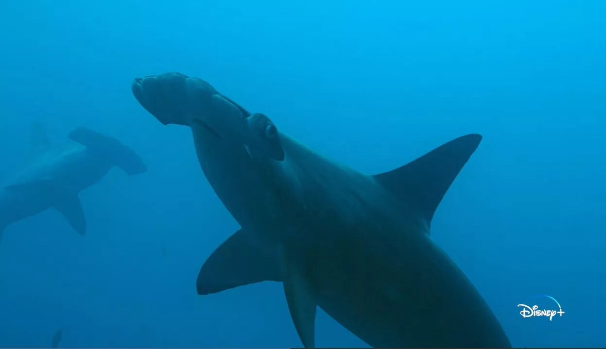 Deep Sea Paradise Where Hammerhead Sharks Gather Around an Ancient Volcano - Vimarsana News