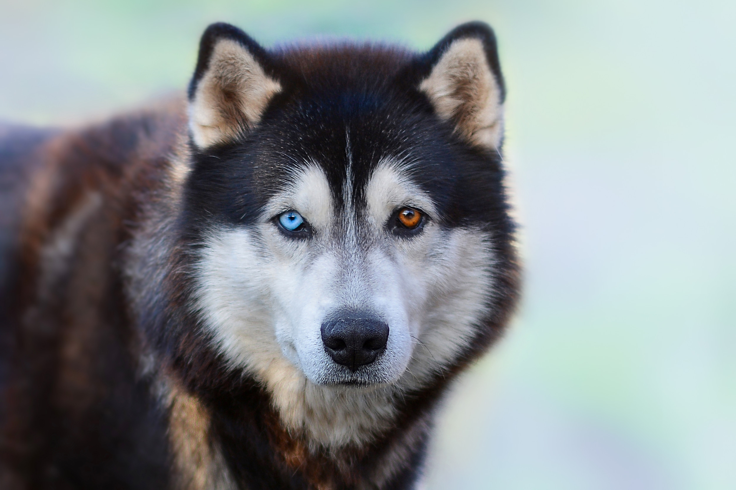 Huskies Mad Over Not Being Allowed On Bed Has Internet In Stitches 
