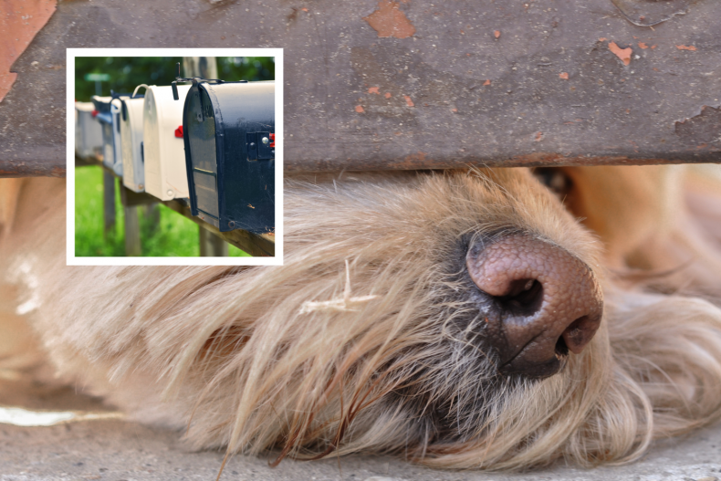 Dog poking nose and postal boxes
