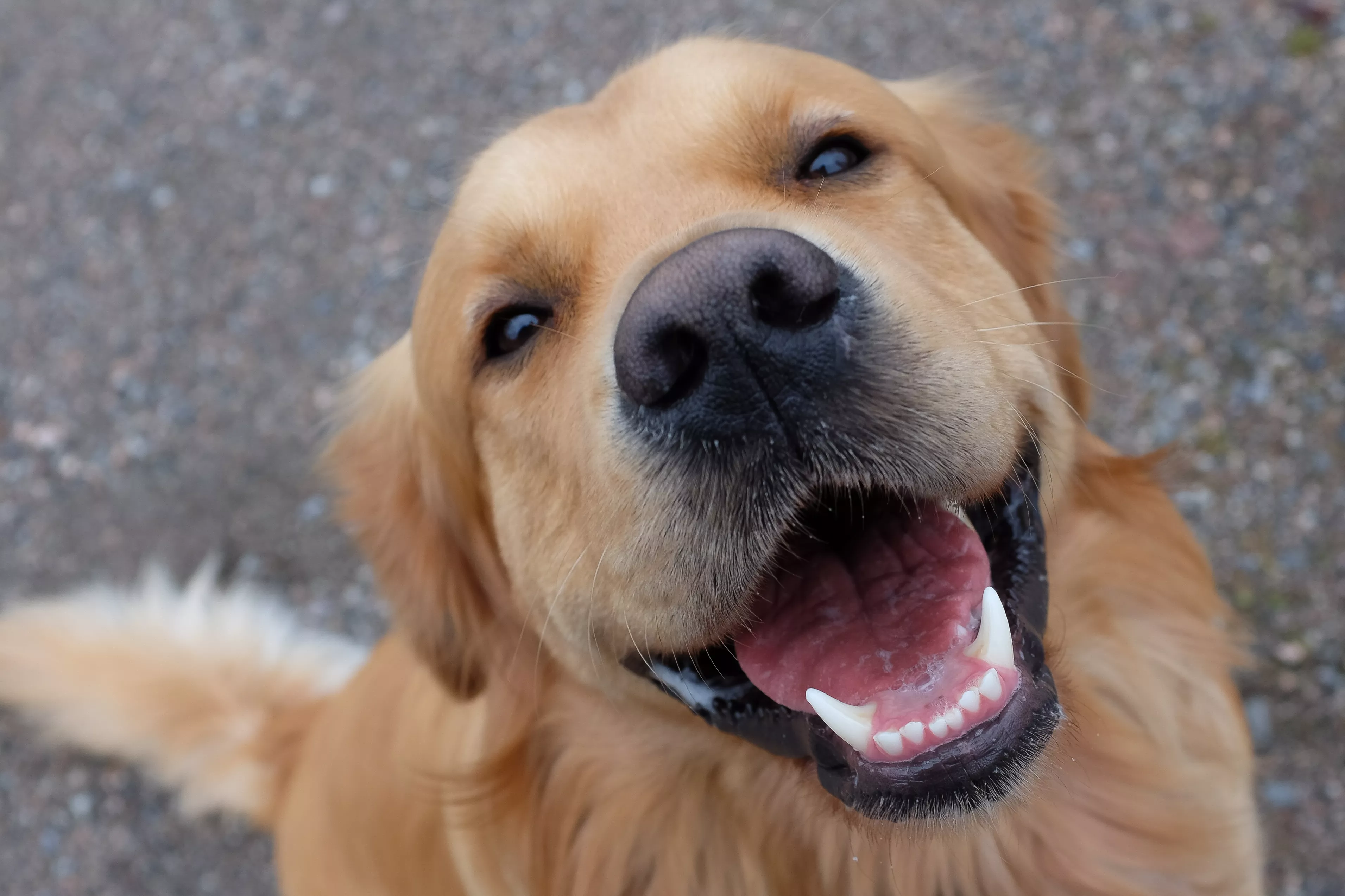 Golden Retriever's 'Hectic' Morning Routine to Wake up Owners Goes Viral - Vimarsana News