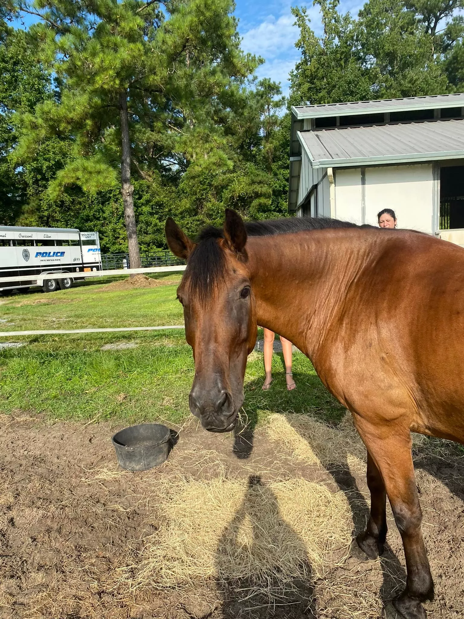 Police Horse Hit by Drunk Driver for Second Time in 16-Year Career - Vimarsana News