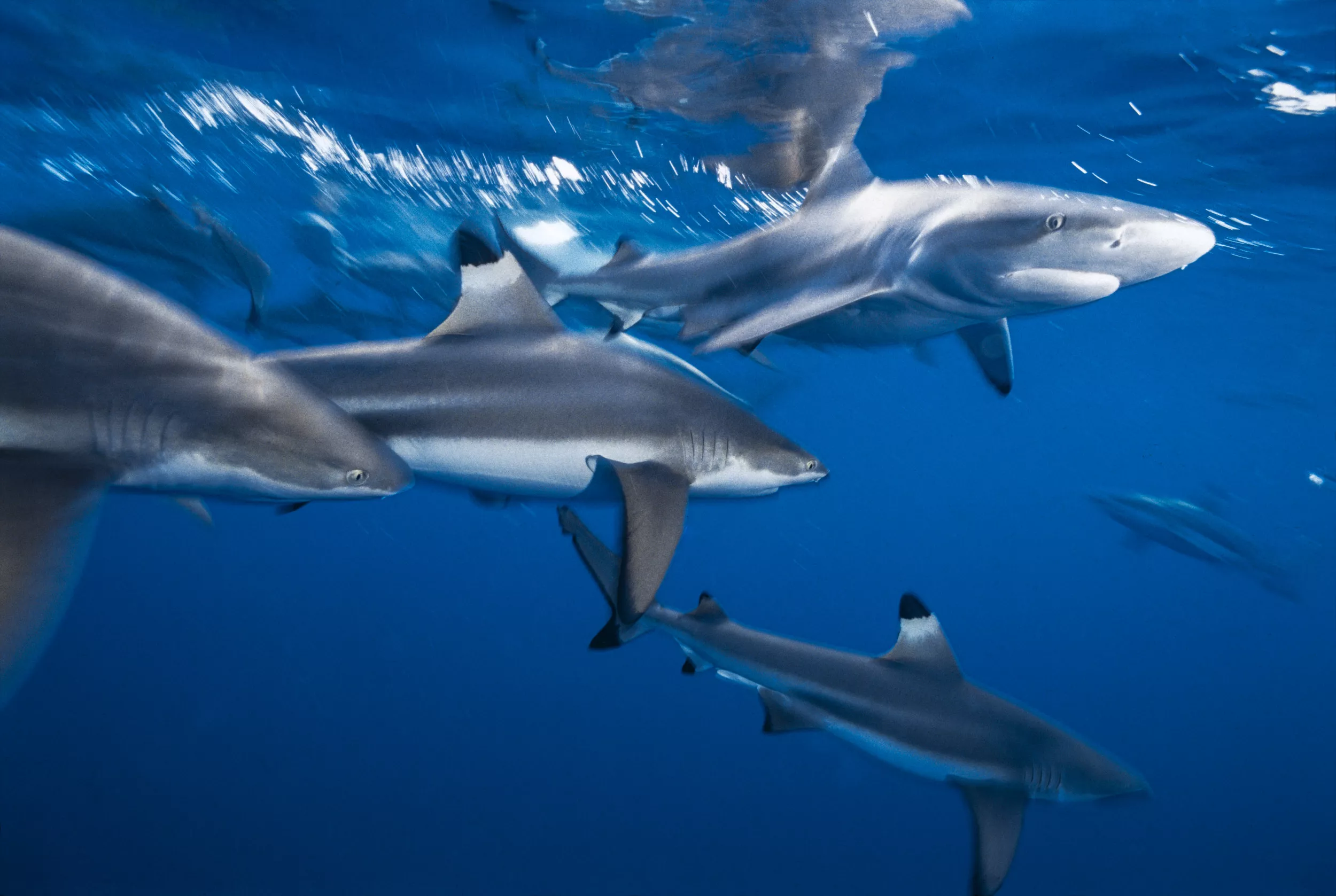 Woman Recounts Gruesome Shark Attack That Took 'Chunk' of Her Flesh - Vimarsana News