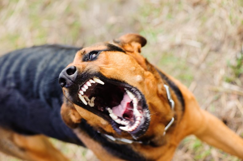 Employee bit by dog ​​at work