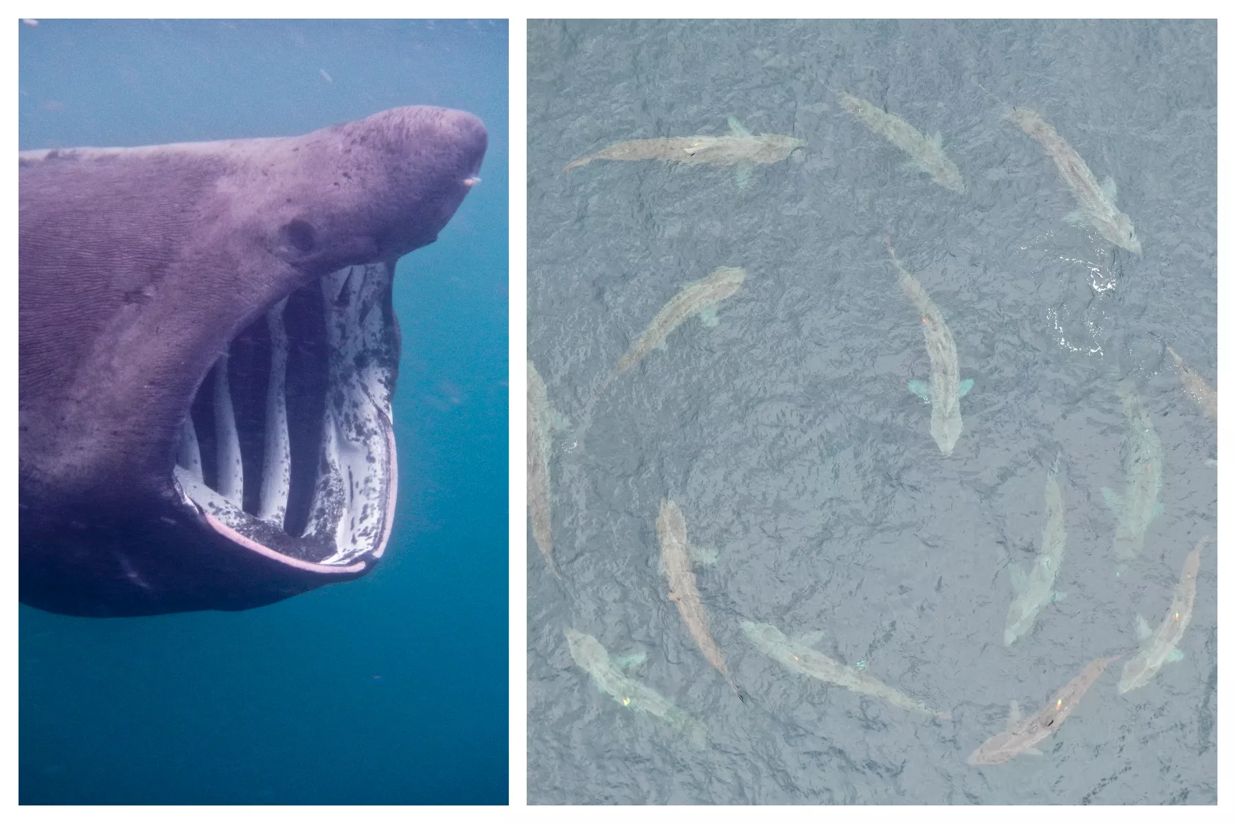 Giant Sharks Swarm to Swim Round in Circles and Scientists Finally Know Why - Vimarsana News