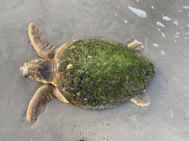 Stranded sea turtle 