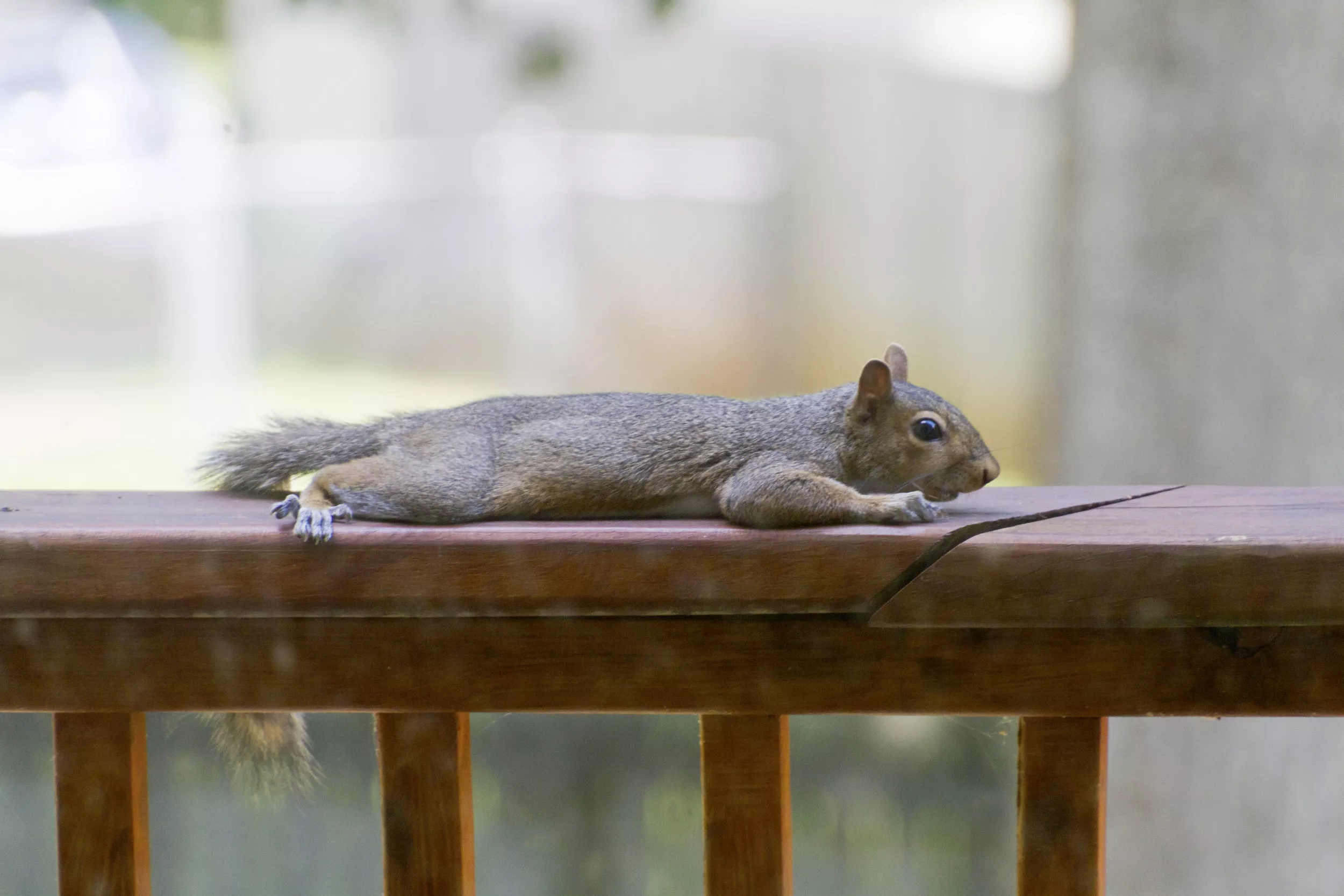'Splooting' Squirrels Seen Around San Francisco During California Heat Wave - Vimarsana News