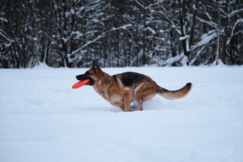German Shepherd in the Snow 