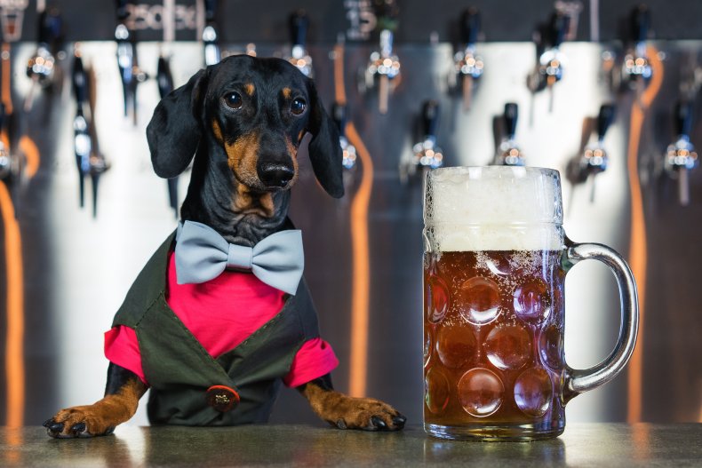 Dachsund in bartender suit next to beer.