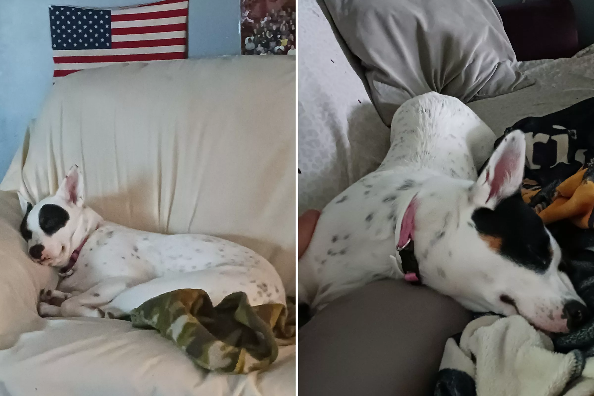 Veteran's Rescue Dog Smokey Wins Pet of the Week: 'My Savior' - Vimarsana News