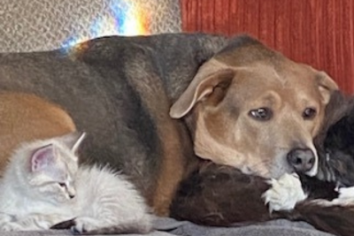Kitten and dog - reader sub Kitten and dog - reader sub