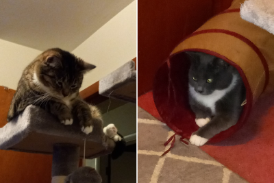 Cats Sebi and Feather - reader submission Cats Sebi and Feather - reader submission