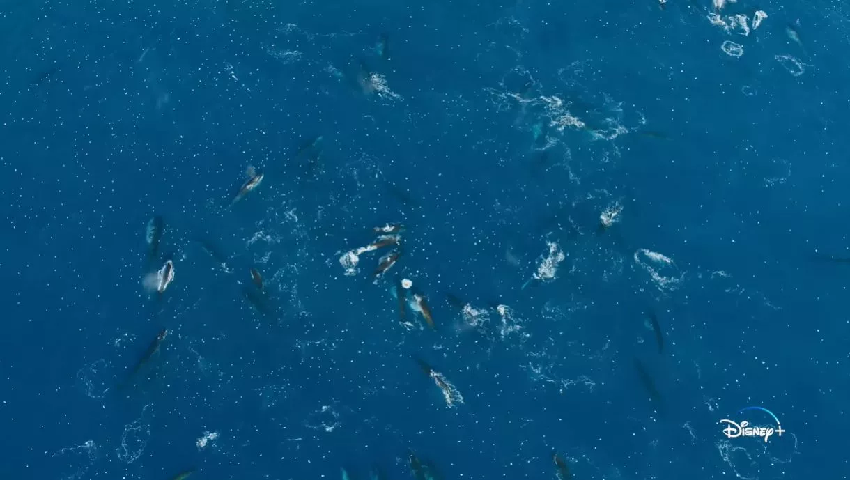 Watch Hundreds of 'Mythical' Fin Whales Gather for Ultimate Feeding Frenzy - Vimarsana News