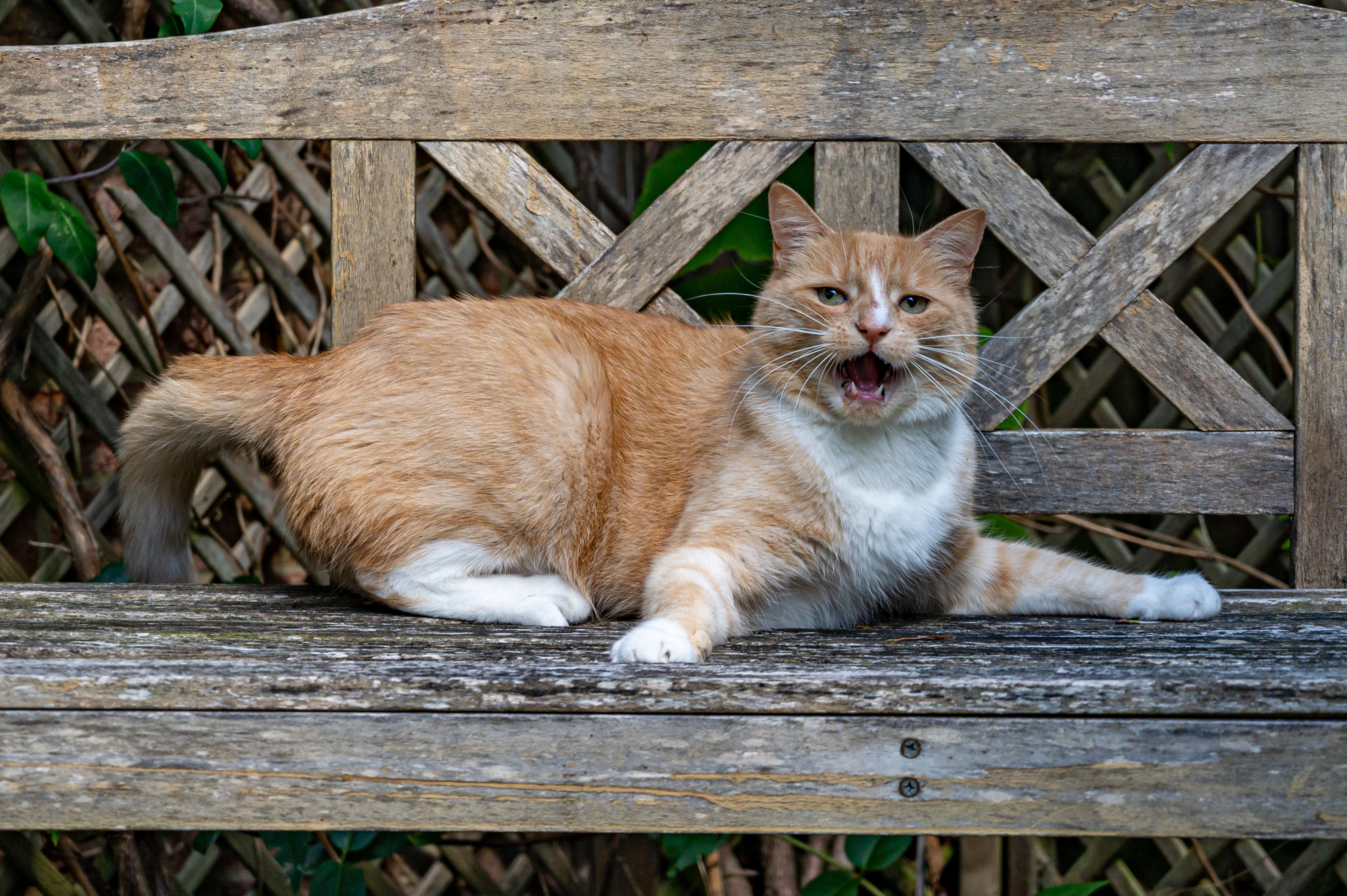 ginger cat