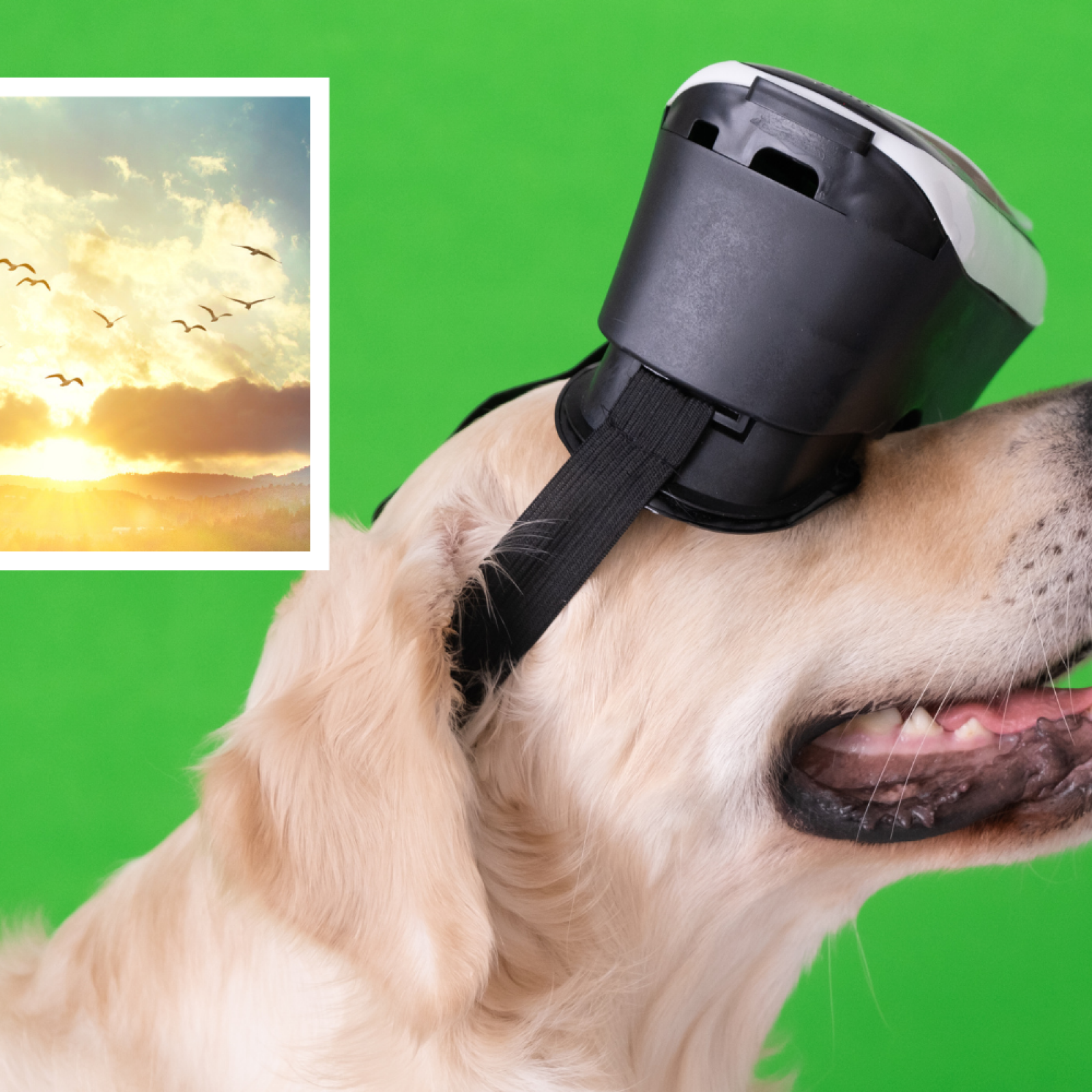 Golden Retriever Watches Birds While Trying VR Headset in Heartwarming Clip