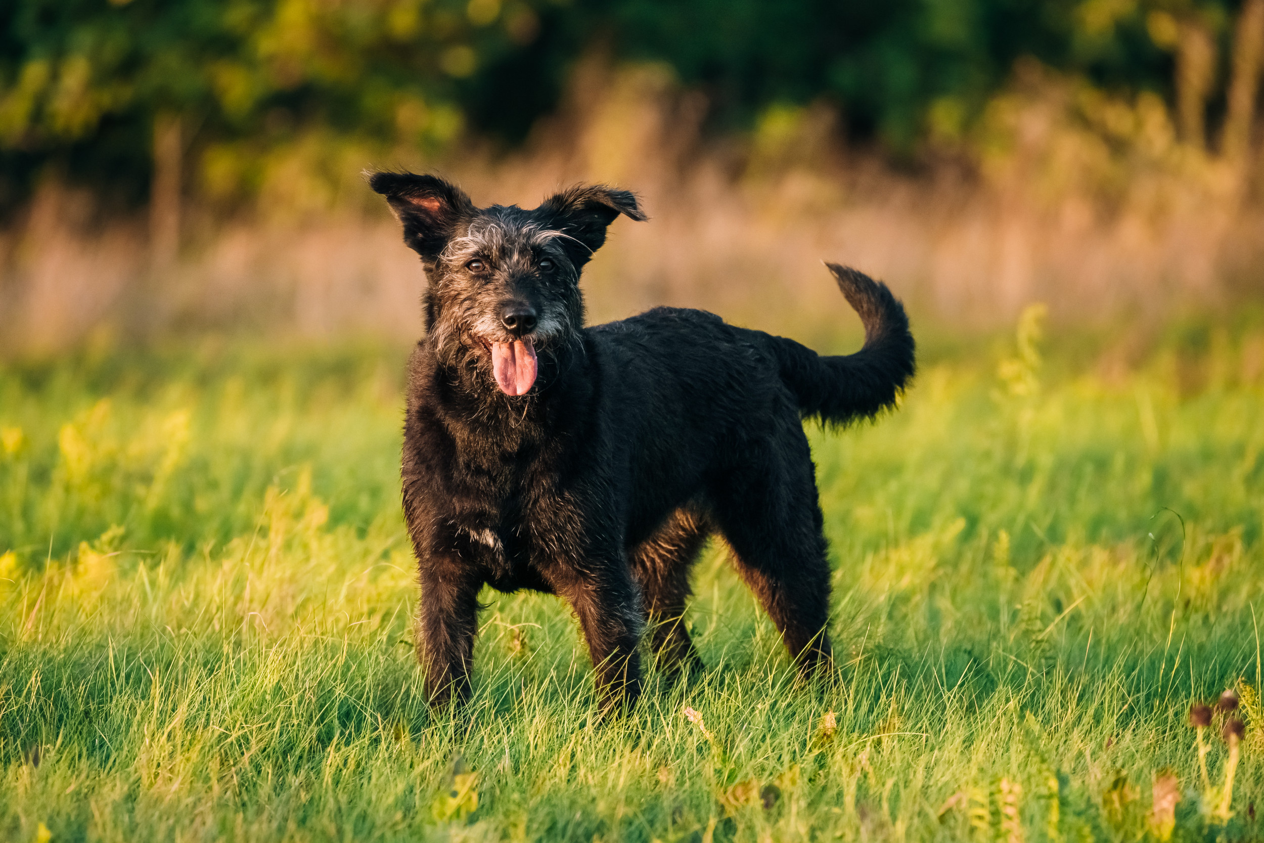 Heartwarming 13 Year Old Dog Trying To Play Game Of Fetch Goes Viral 