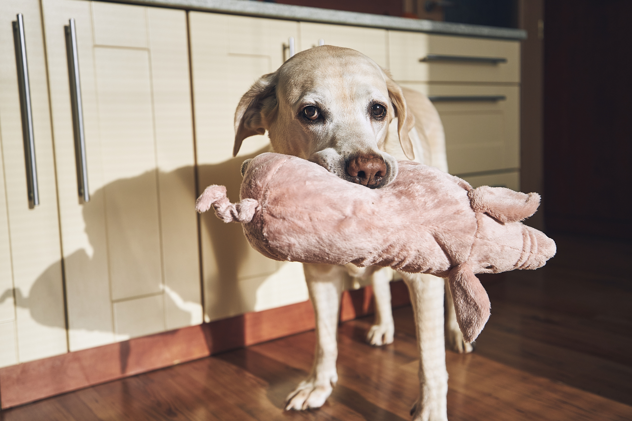 Bought this little boy a box of new dog toys and his favorite is this Among  Us plushie my son gave him. It's the toy he has to sleep with : r/AmongUs