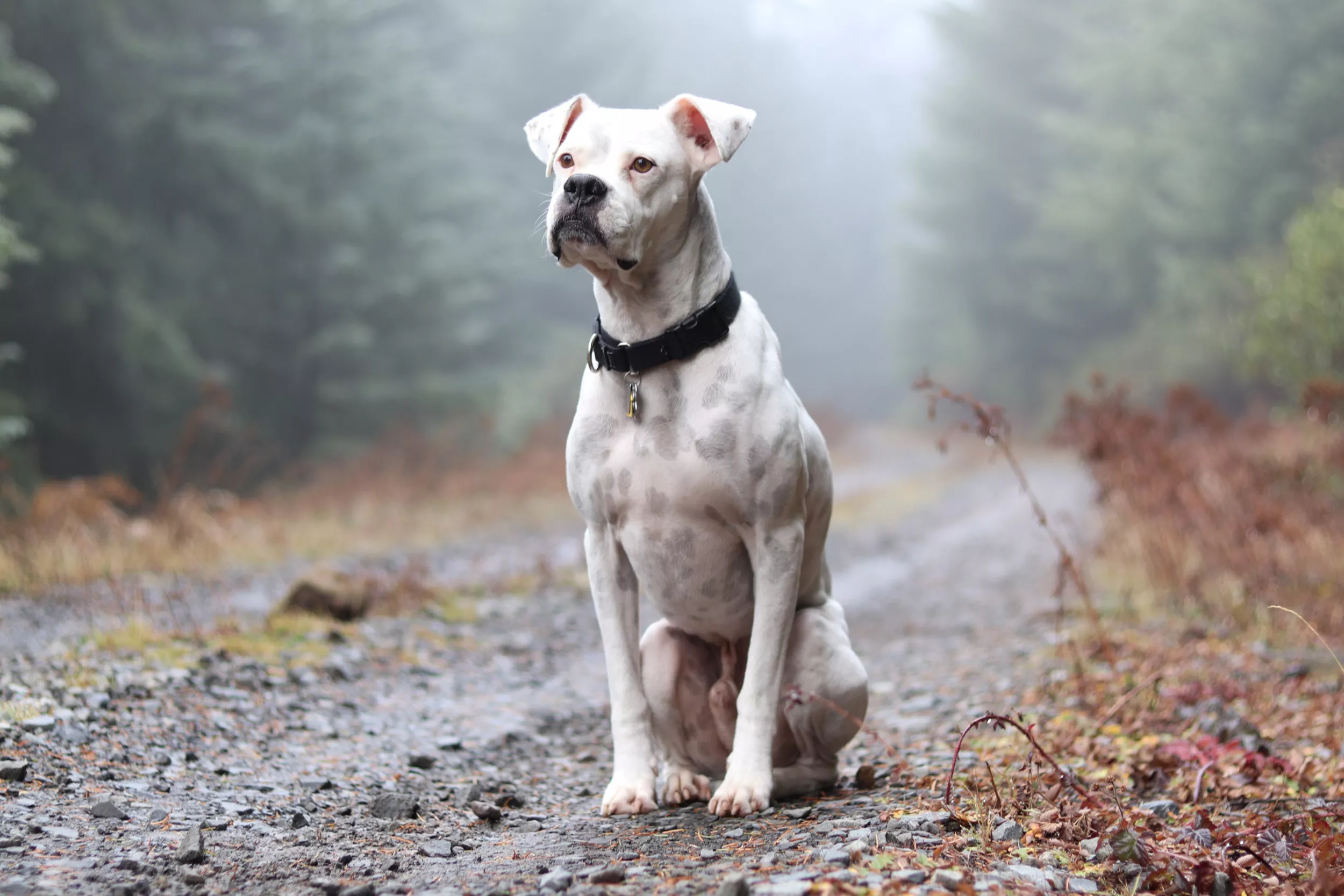 Deaf Dog's Excitement After Being Woken Up by Owner During Nap Melts Hearts - Vimarsana News