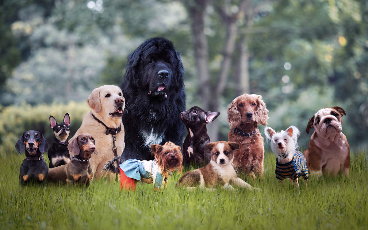 What Are The Newest Breeds Of Dogs