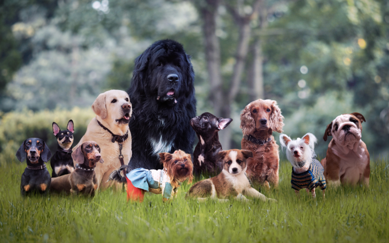 A variety of dog breeds.