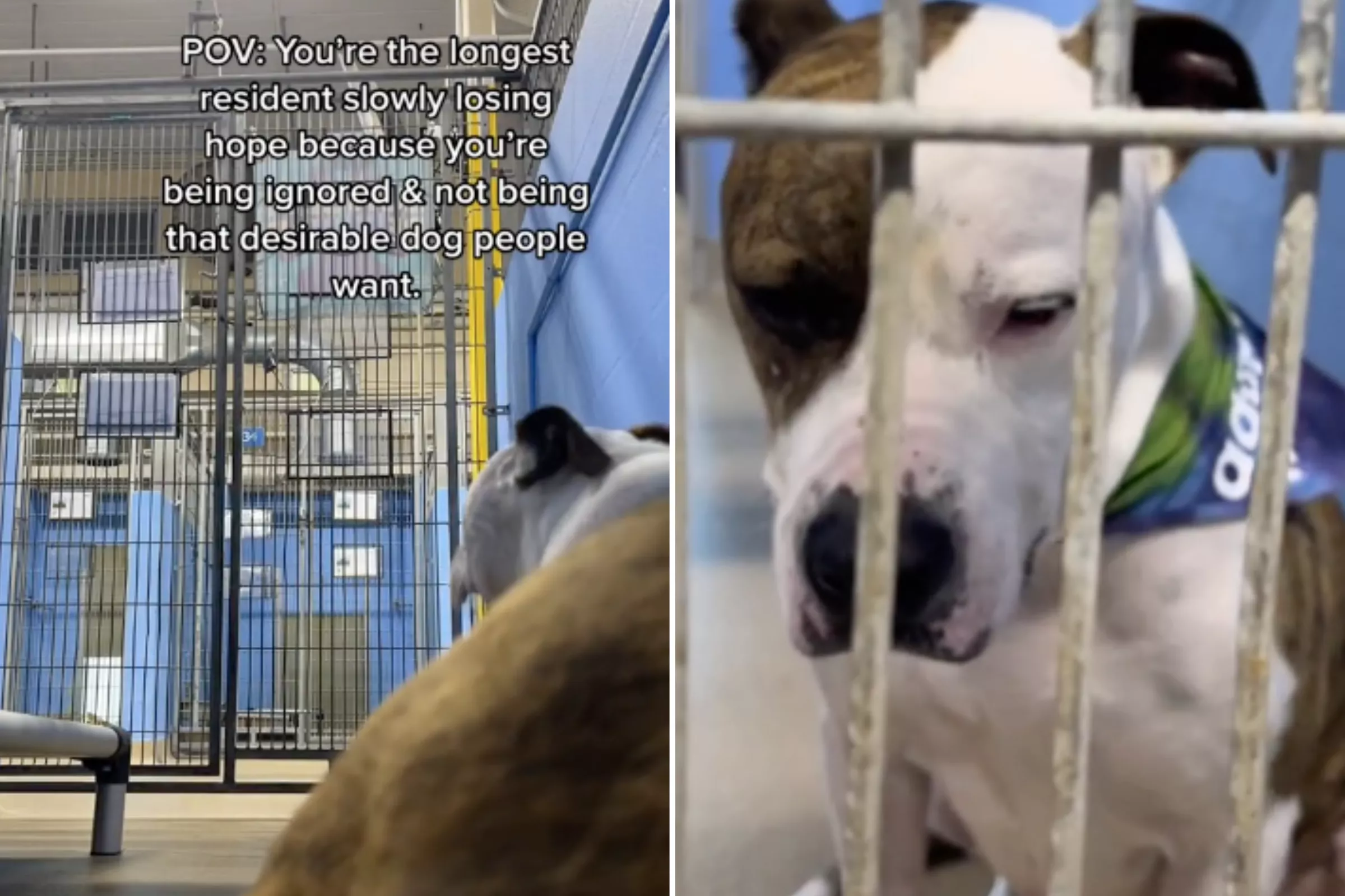 Camera in Kennel Shows View of Shelter's Longest-Serving Dog: 'Ignored' - Vimarsana News