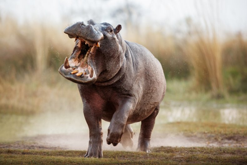 A charging hippo