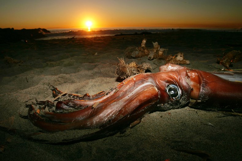 sunset squid