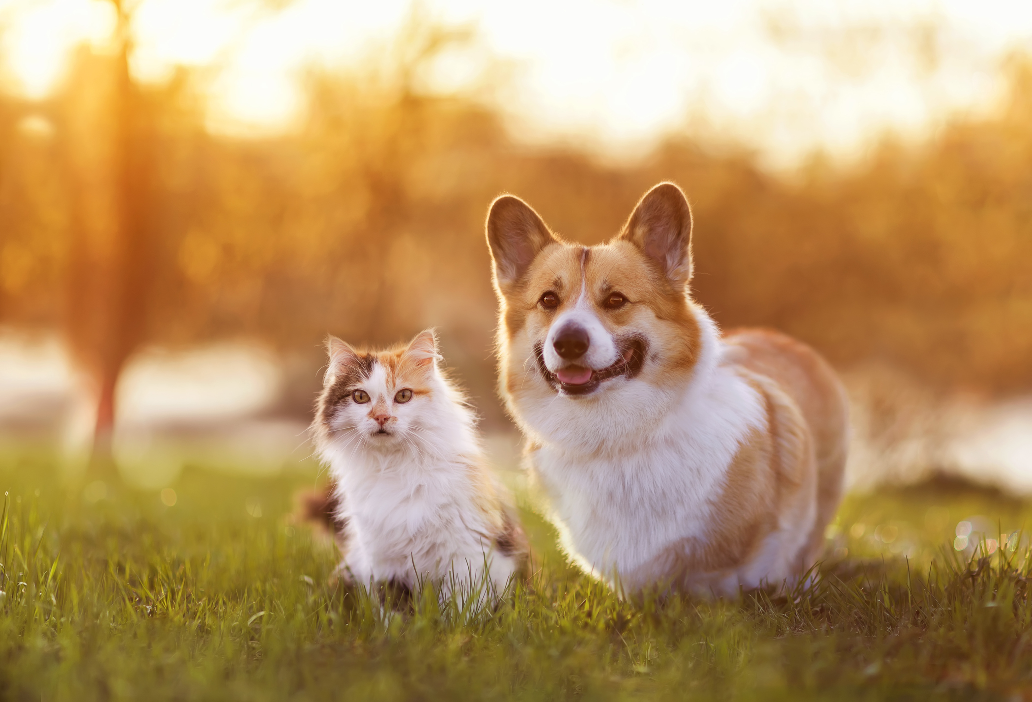 Dog And Cat Backgrounds Hd Cat Dog Download Hd Wallpapers Wallpaper Black  And White  फट शयर