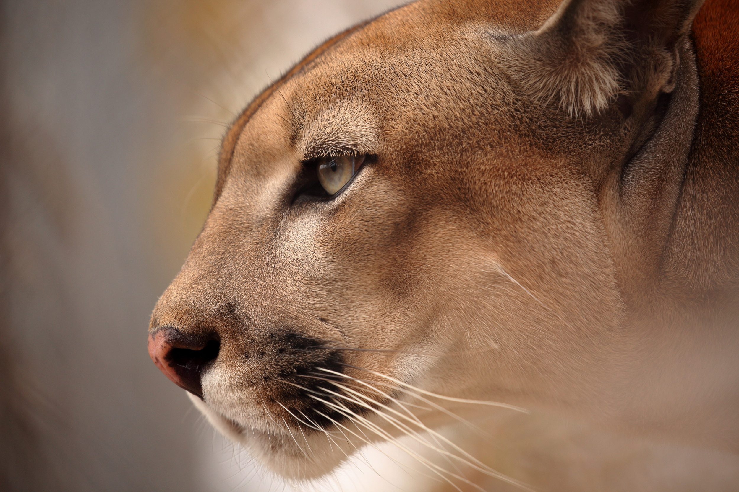 Terrified California Mom Finds Mountain Lion Cornering Her Son, 4, on Deck