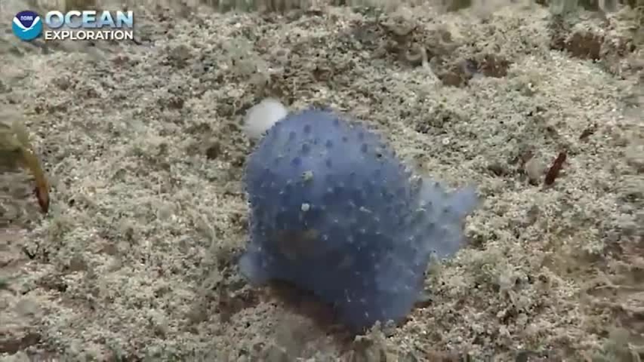 Mystery Blob-like Creature of 'Blue Goo' On Ocean Floor Baffles Scientists Mystery Blob-like Creature of 'Blue Goo' On Ocean Floor Baffles Scientists