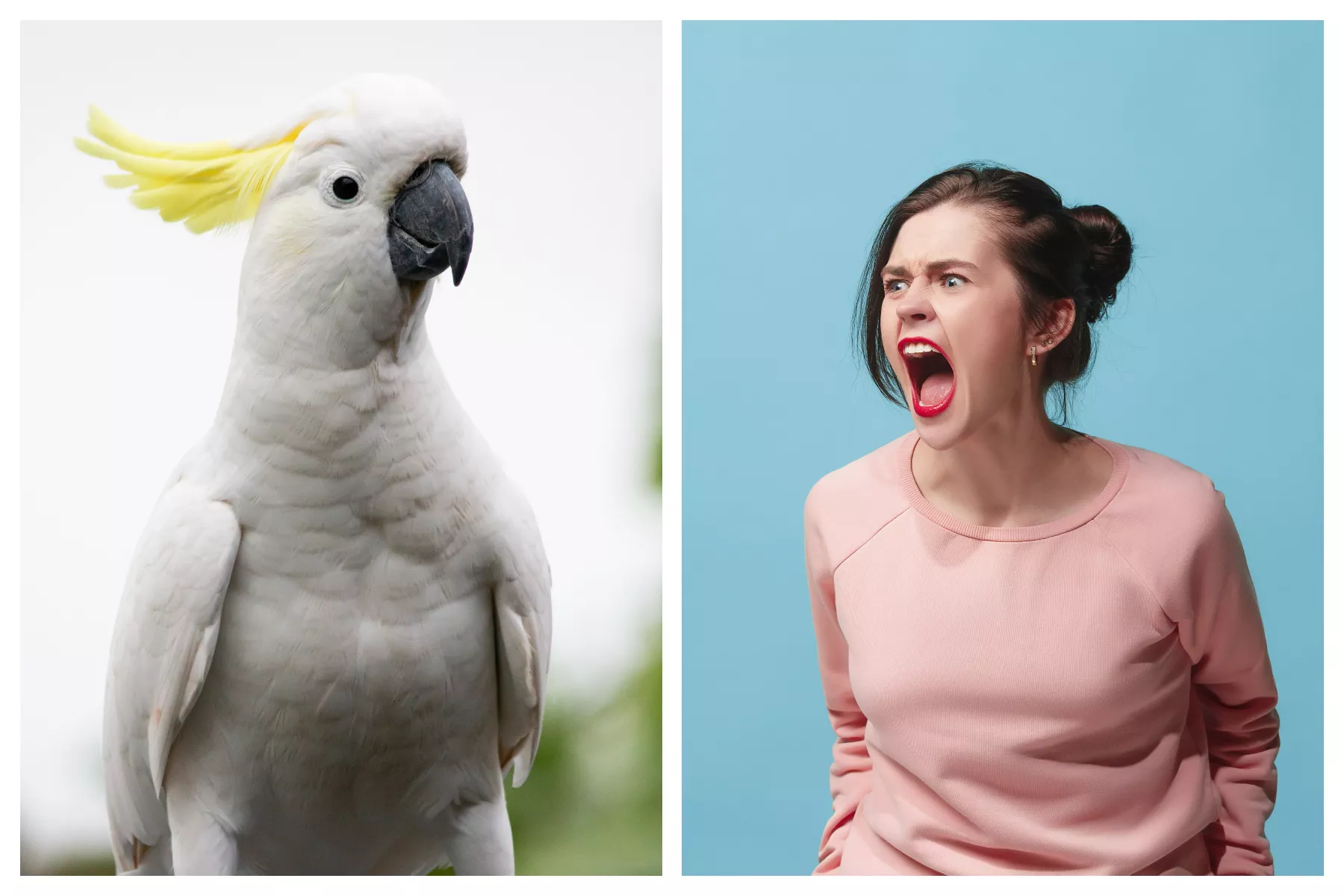 When Humans Start Wars with Birds, It Never Ends Well - Vimarsana News