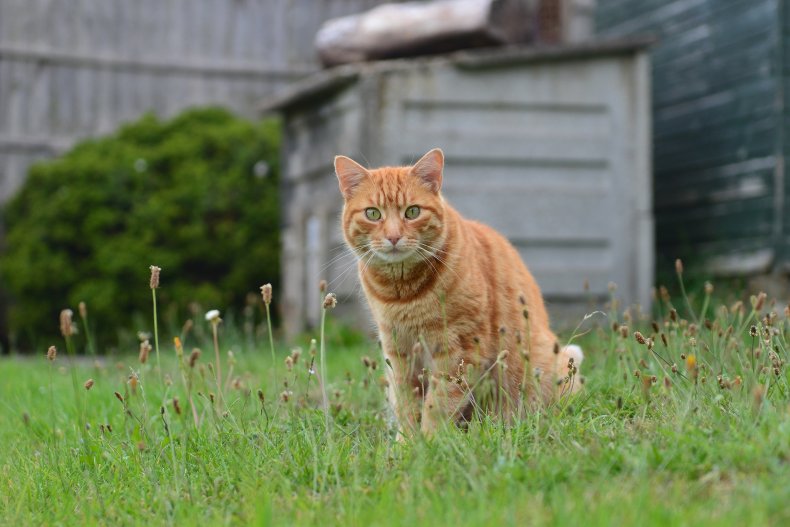 orange cat