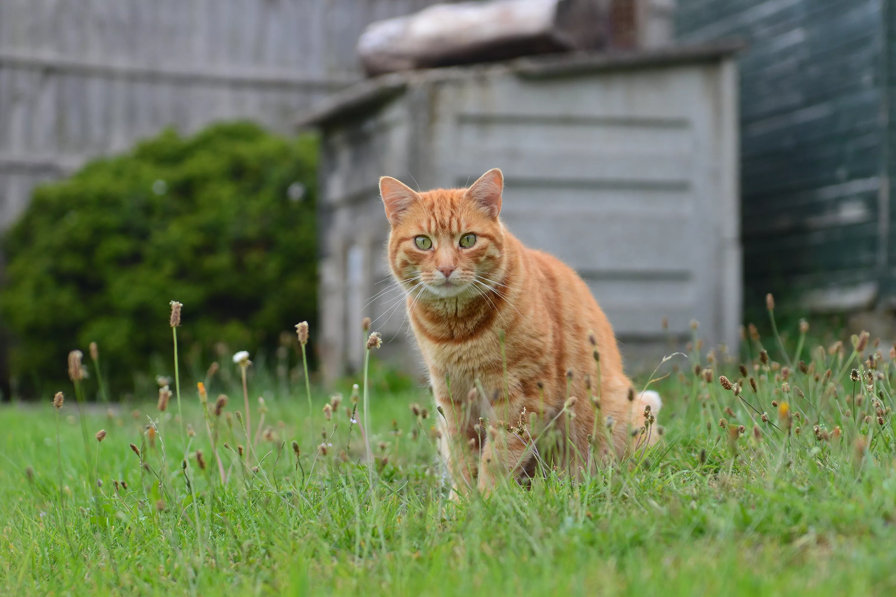Owner Failing To Notice Indoor Cat Escaping Goes Viral: 'Worst Nightmare' - Vimarsana News