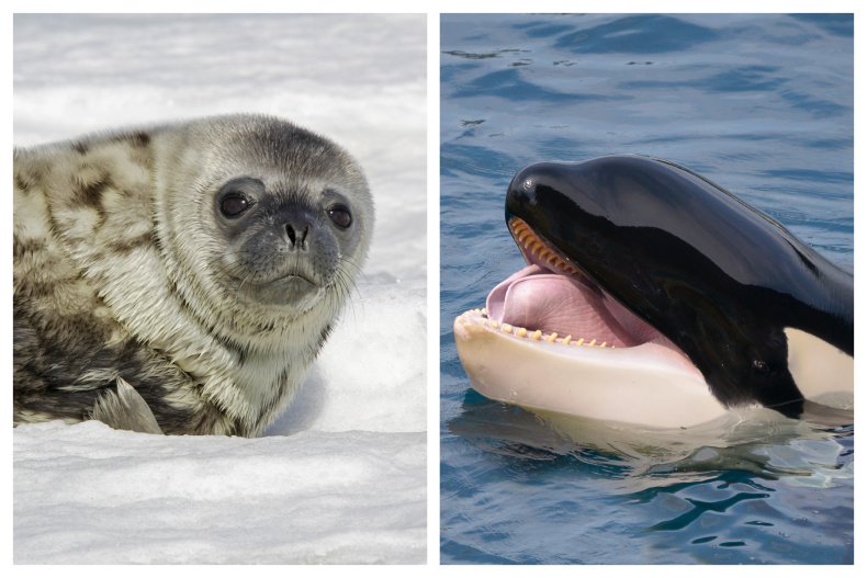orca seal