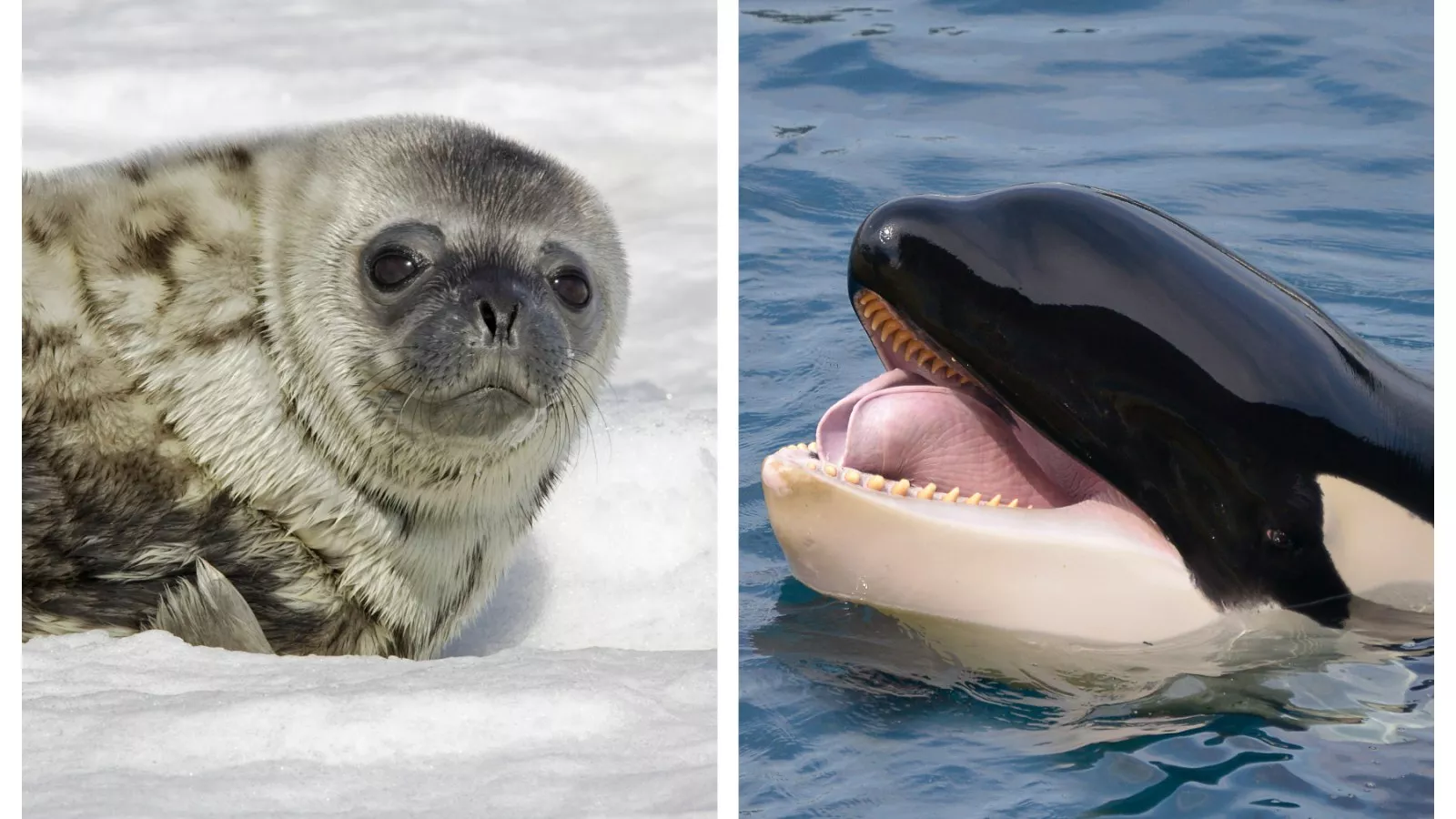 orca hunting seals